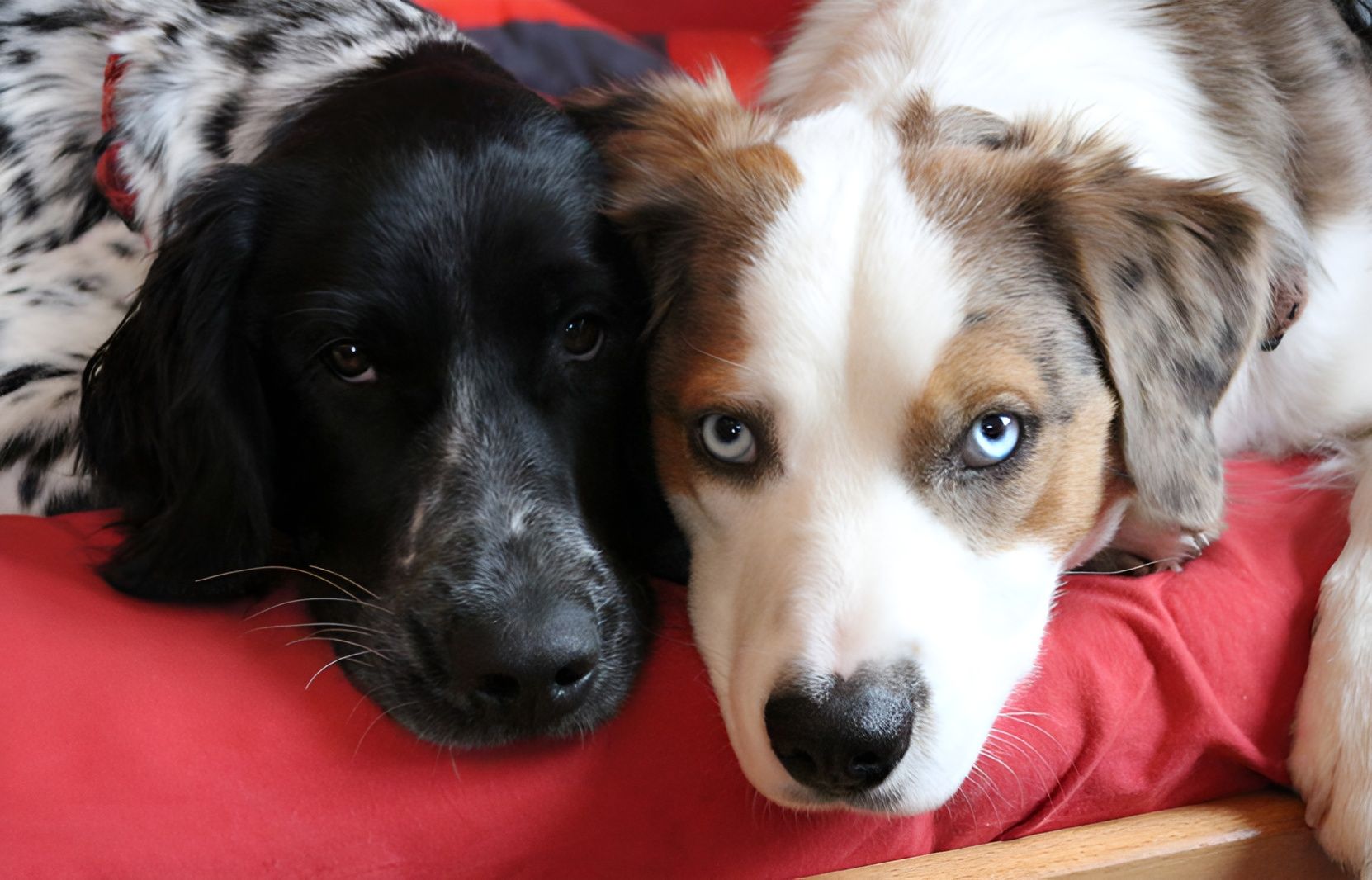 Hunde - Tierärztliche Gemeinschaftspraxis Dr. G. Oppelland-Störk und Dr. M. Störk