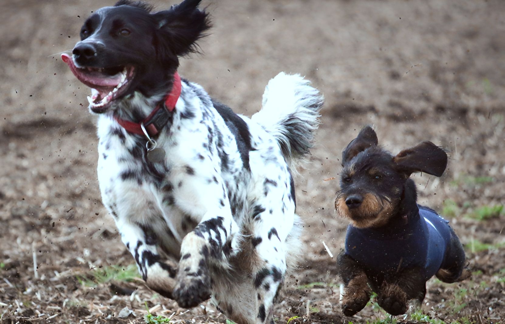 Hunde - Tierärztliche Gemeinschaftspraxis Dr. G. Oppelland-Störk und Dr. M. Störk