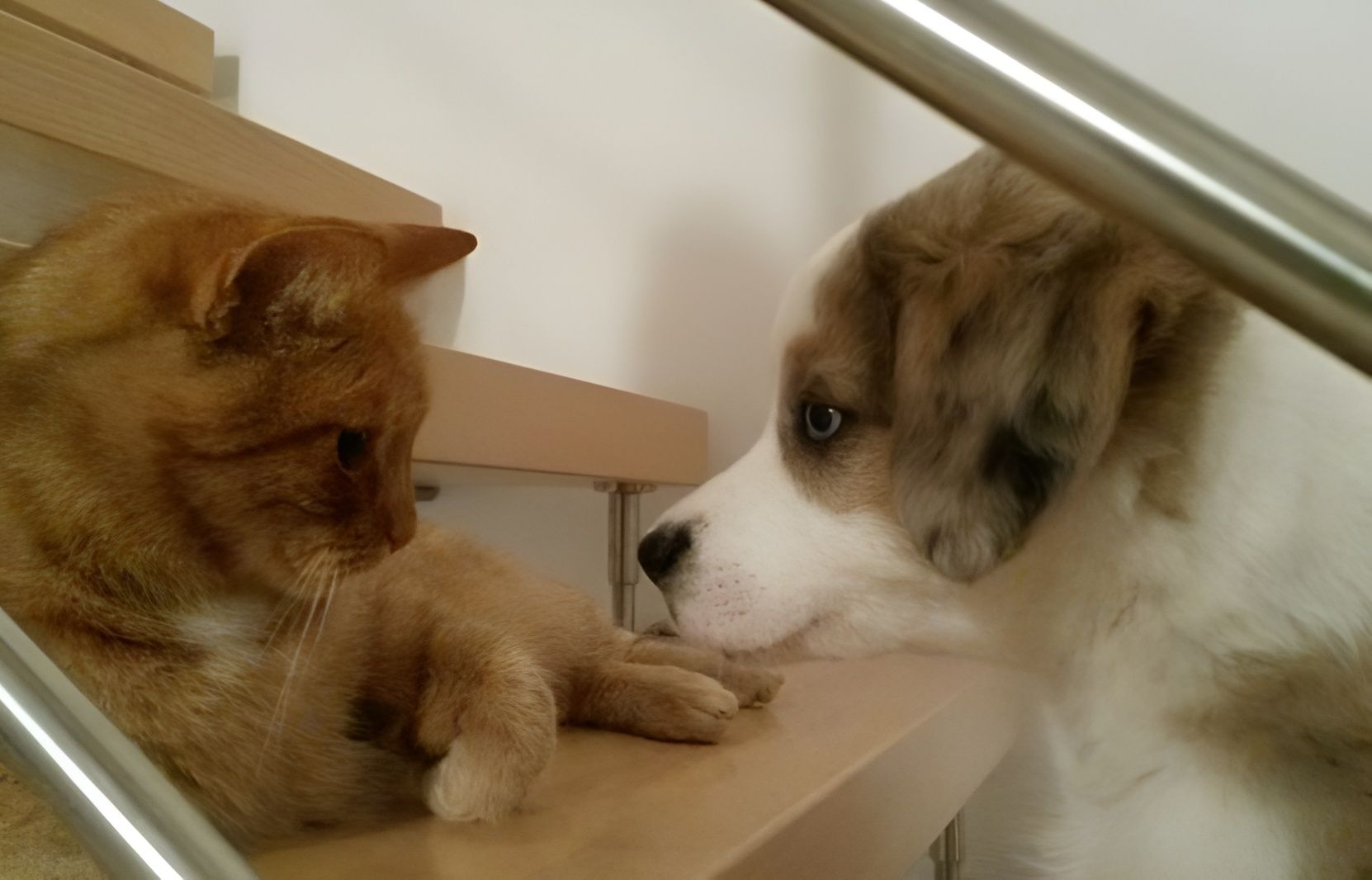 Hund und Katze - Tierärztliche Gemeinschaftspraxis Dr. G. Oppelland-Störk und Dr. M. Störk